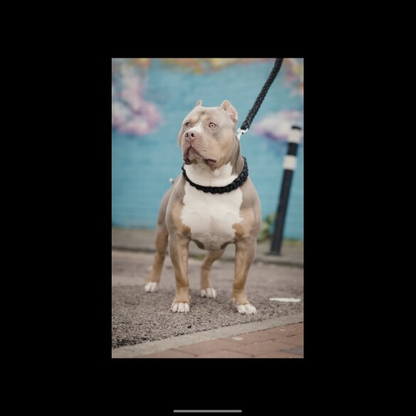 American Bulldog