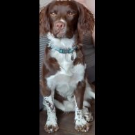 English Springer Spaniel