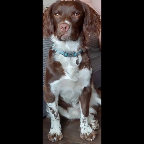 English Springer Spaniel