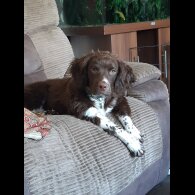 English Springer Spaniel