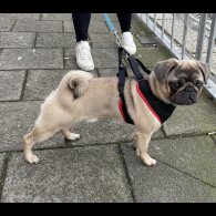 Pug