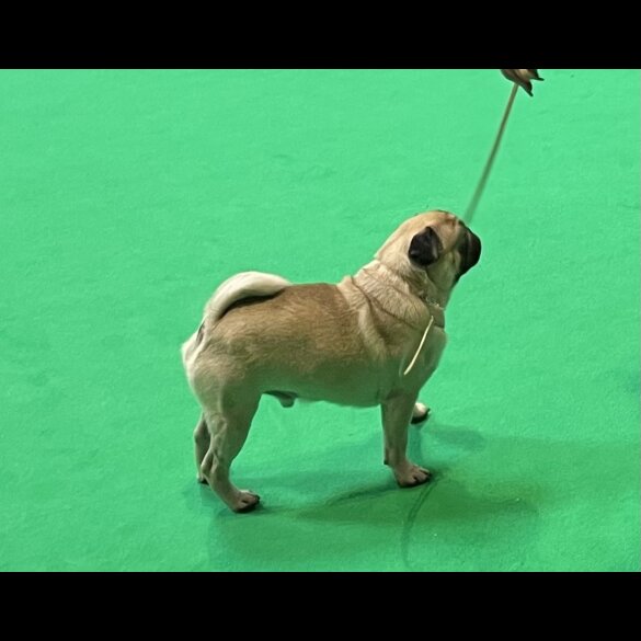 Pug