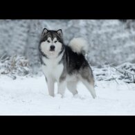 Alaskan Malamute