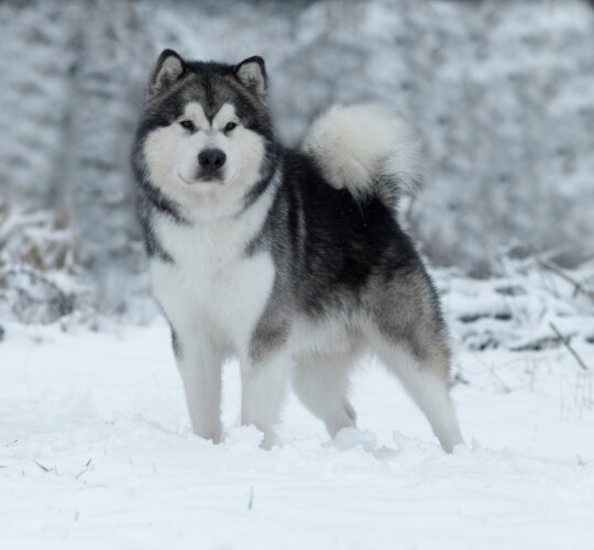 Alaskan Malamute