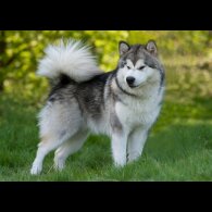 Alaskan Malamute