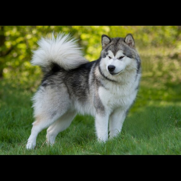 Alaskan Malamute