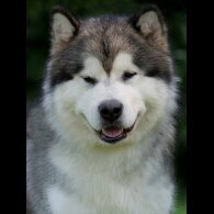 Alaskan Malamute