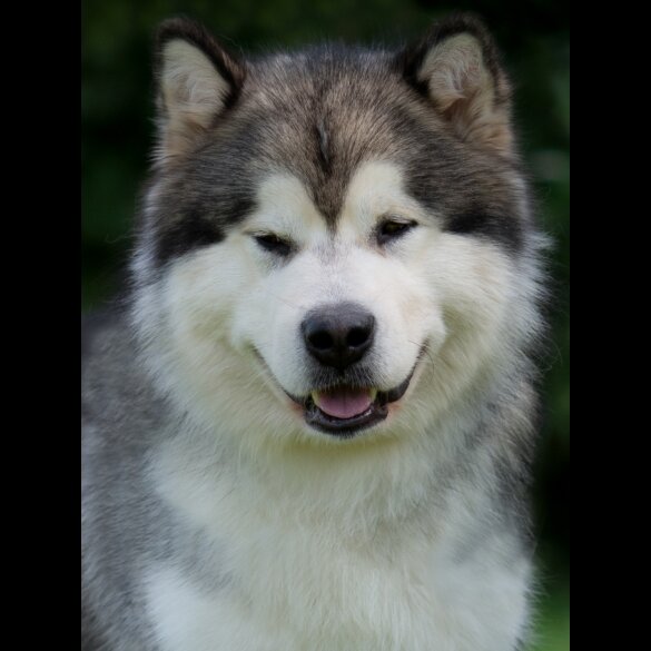 Alaskan Malamute