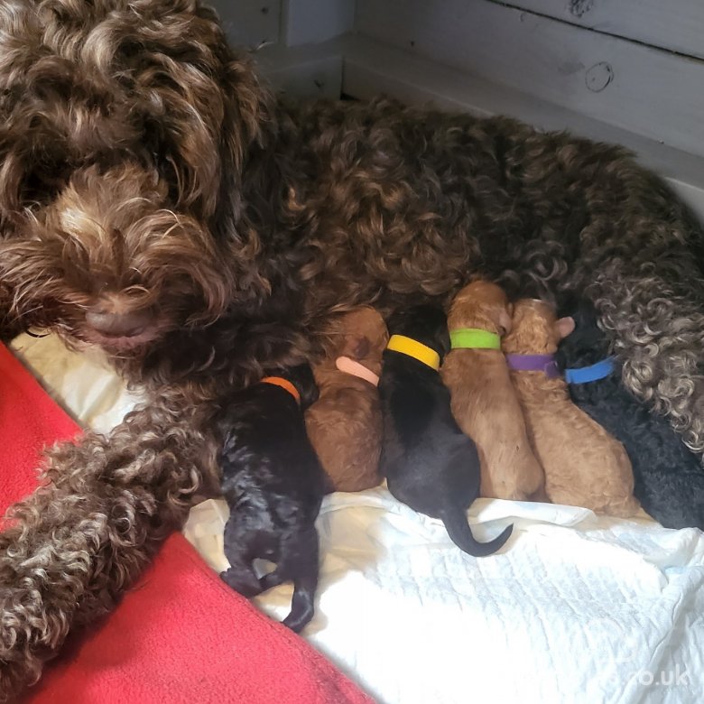 Cockapoo | Sale | Oldland, Gloucestershire - Female cockapoo f1bb