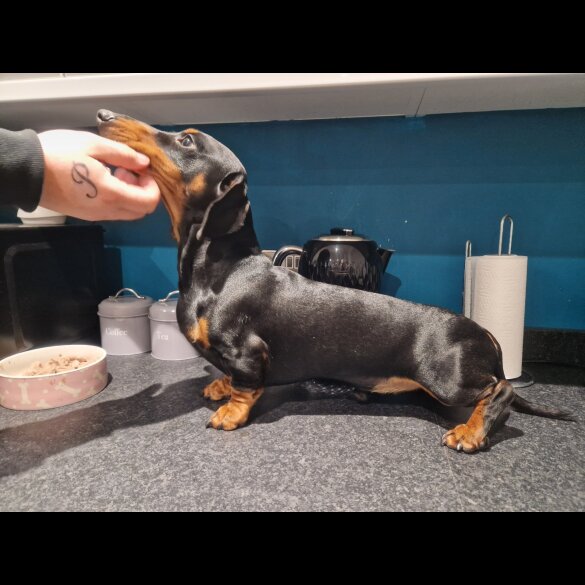 Dachshund (Standard &amp; Miniature)