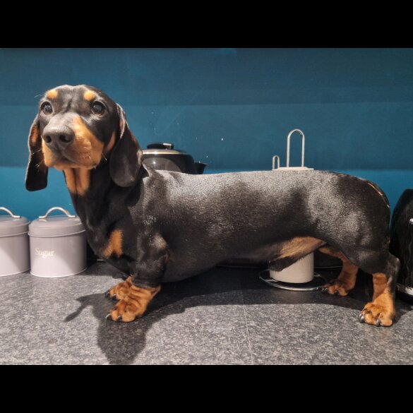 Dachshund (Standard &amp; Miniature)