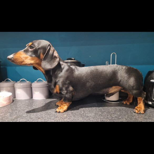 Dachshund (Standard &amp; Miniature)