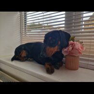 Dachshund (Standard &amp; Miniature)