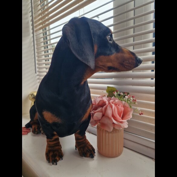 Dachshund (Standard &amp; Miniature)