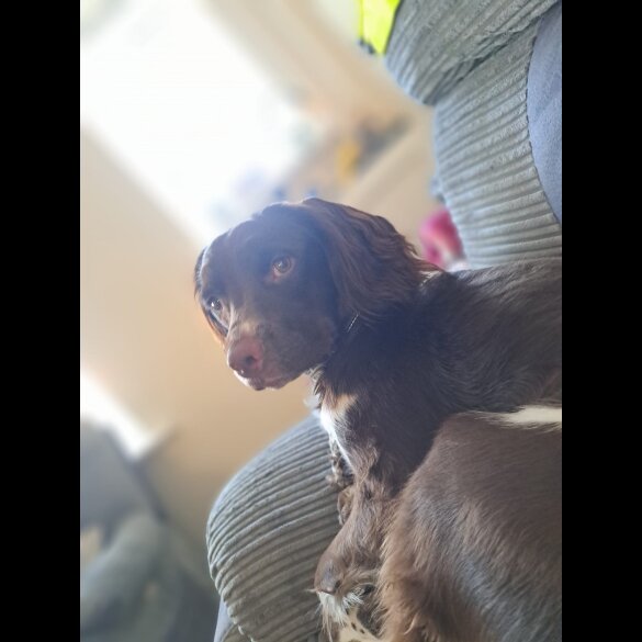 English Springer Spaniel