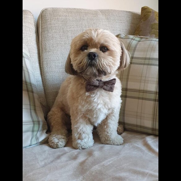 Lhasa Apso