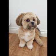 Lhasa Apso