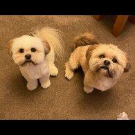 Lhasa Apso