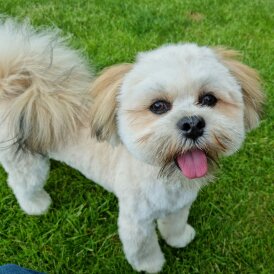 Lhasa Apso