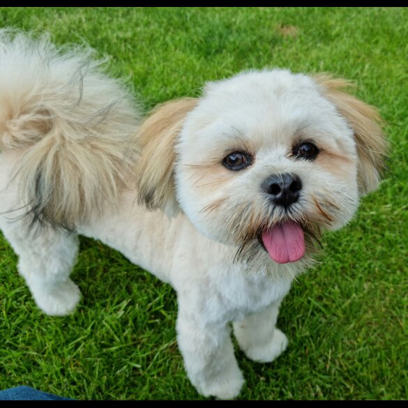 Lhasa Apso