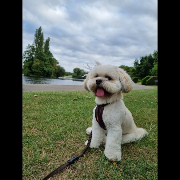 Lhasa Apso