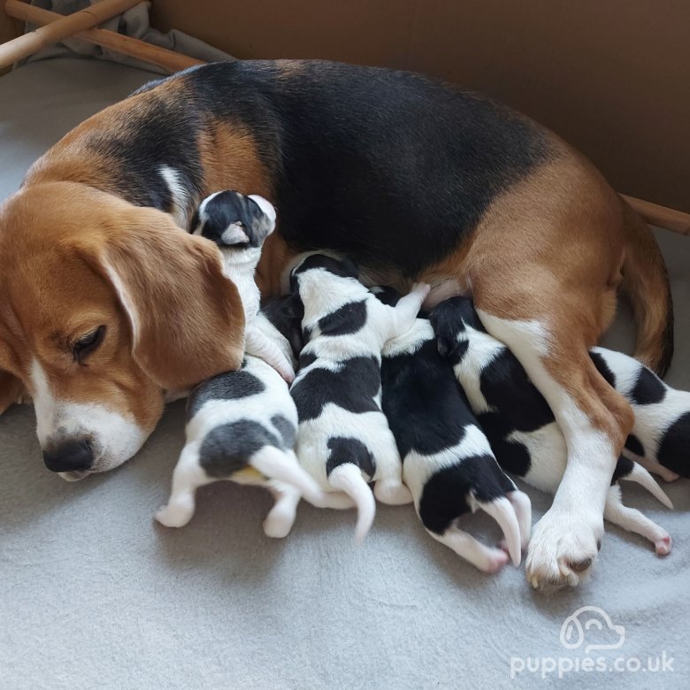 Beagle collie mix puppies best sale for sale