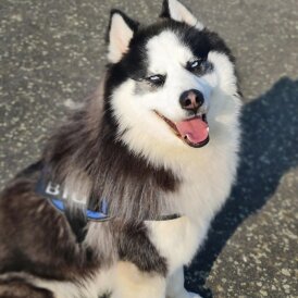 Siberian Husky