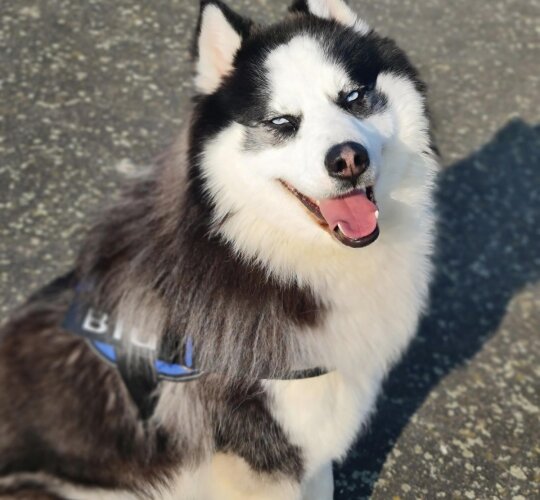 Siberian Husky