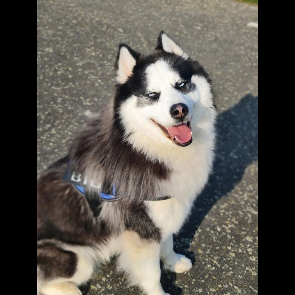 Siberian Husky