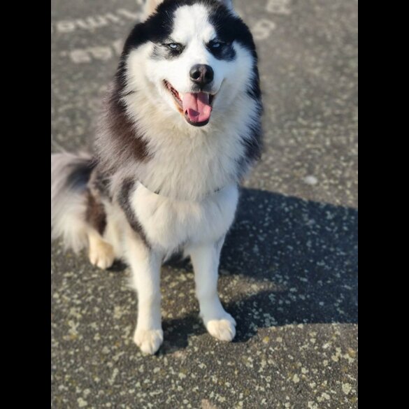 Siberian Husky