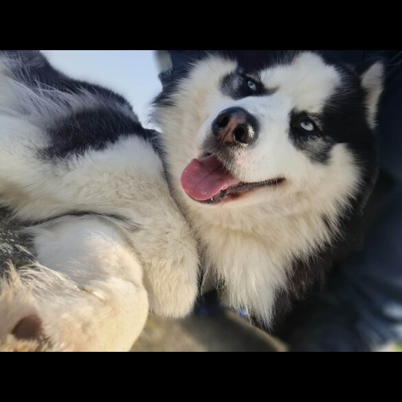 Siberian Husky