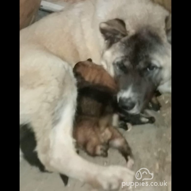 Akita | Sale | Birmingham, West Midlands - Beautiful American Akita Puppies