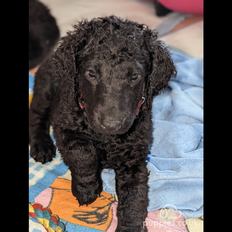 Curly Coated Retriever Sale Skelmersdale, Lancashire Curly Coated