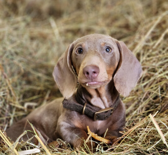 Dachshund (Standard &amp; Miniature)