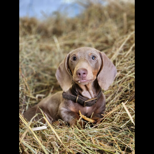 Dachshund (Standard &amp; Miniature)