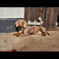 Dachshund (Standard &amp; Miniature)