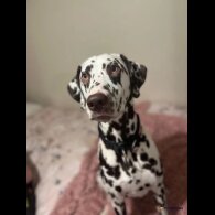 Dalmatian