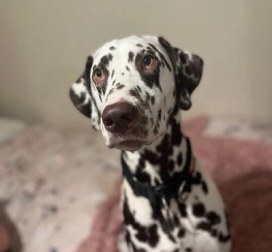 Dalmatian