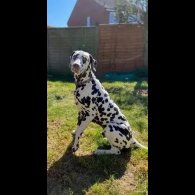 Dalmatian