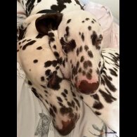 Dalmatian