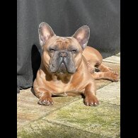 French Bulldog