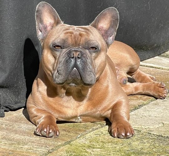 French Bulldog