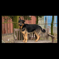 German Shepherd (Alsatian)