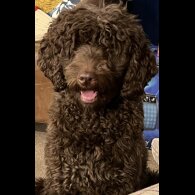 Labradoodle