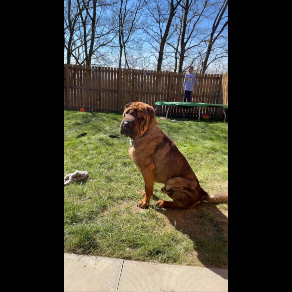 Shar Pei