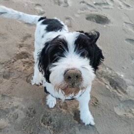 Bearded Collie