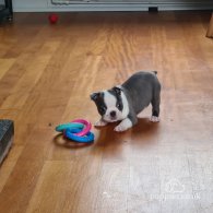 Boston Terrier - Both