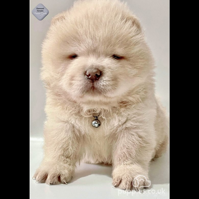 Pocket chow chow best sale