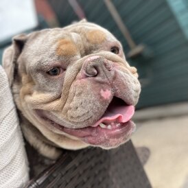 English Bulldog