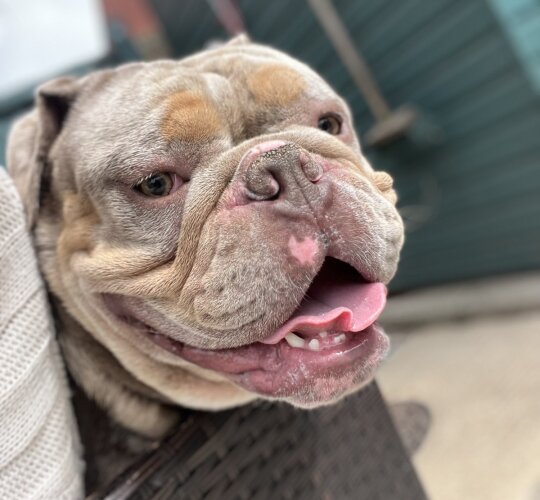 English Bulldog